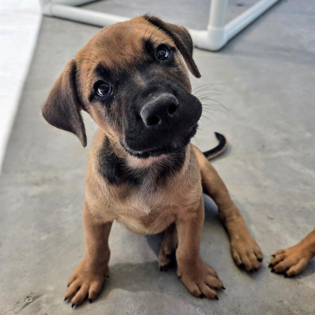 Enlarge Snap, a Adoptable Black Mouth Cur in Newport, TN image 3/3