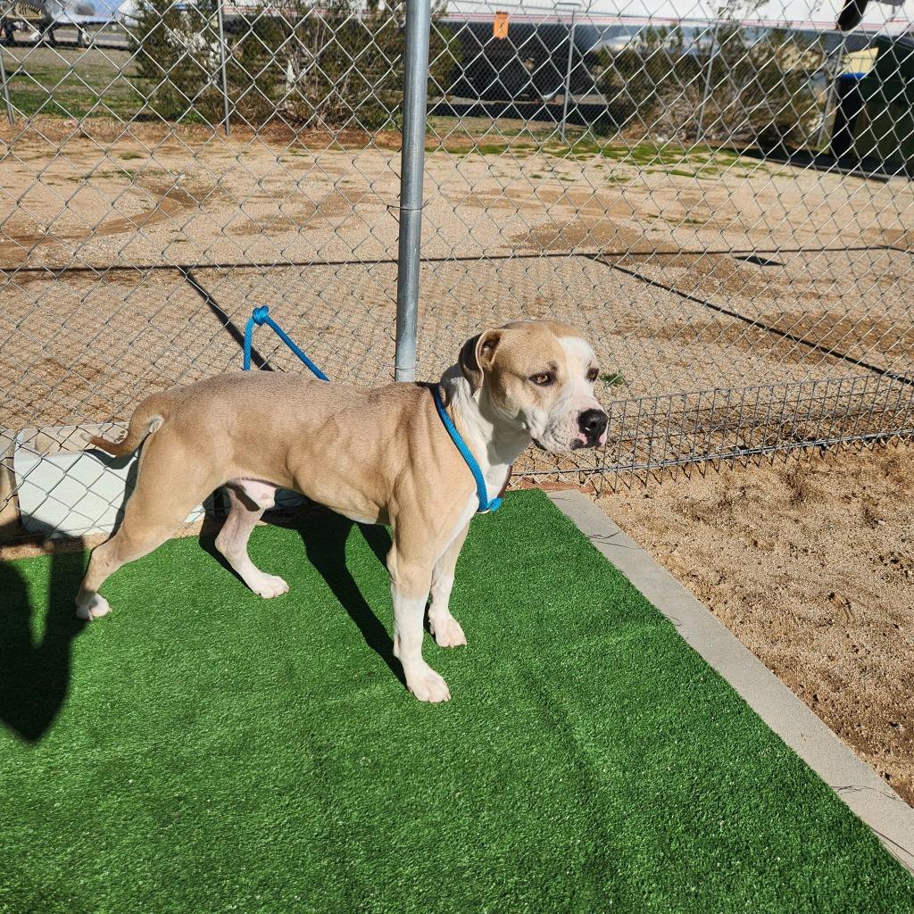 Enlarge Garrison, a Adoptable mixed breed in California City, CA image 1/4