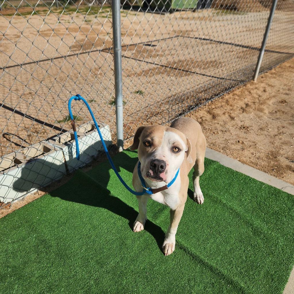 Enlarge Garrison, a Adoptable mixed breed in California City, CA image 2/4