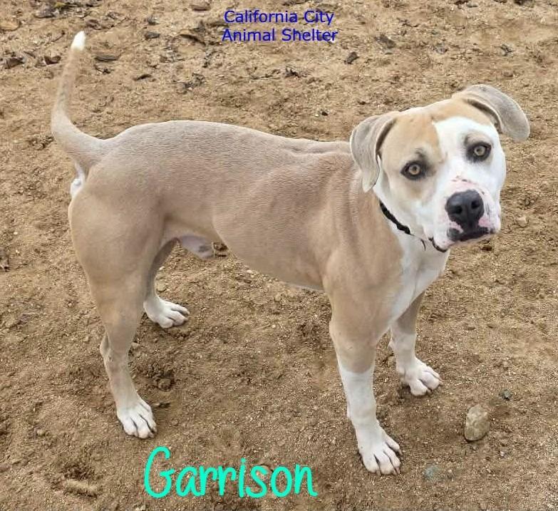 Enlarge Garrison, a Adoptable mixed breed in California City, CA image 3/4