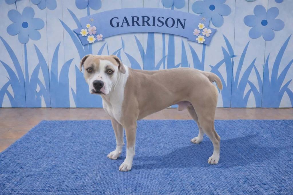 Enlarge Garrison, a Adoptable mixed breed in California City, CA image 4/4
