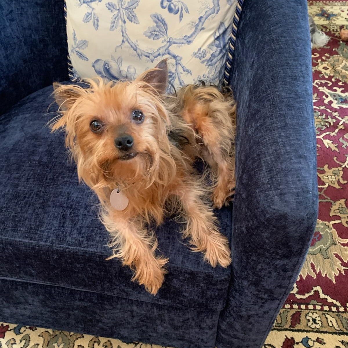 Trevor, an adopted mixed breed in Orlando, FL image 2/5