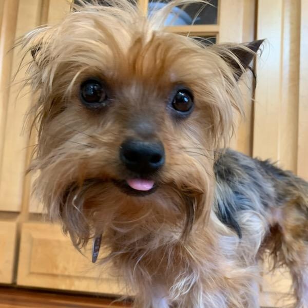 Trevor, an adopted mixed breed in Orlando, FL image 4/5