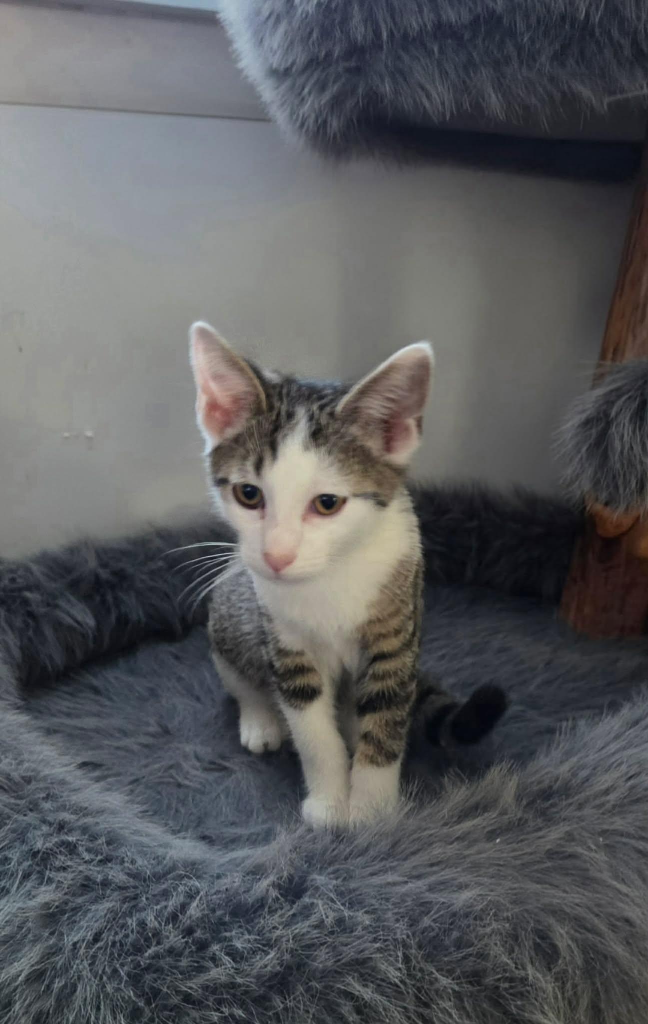 Enlarge Kai, an adopted mixed breed in Greensburg, PA image 5/5