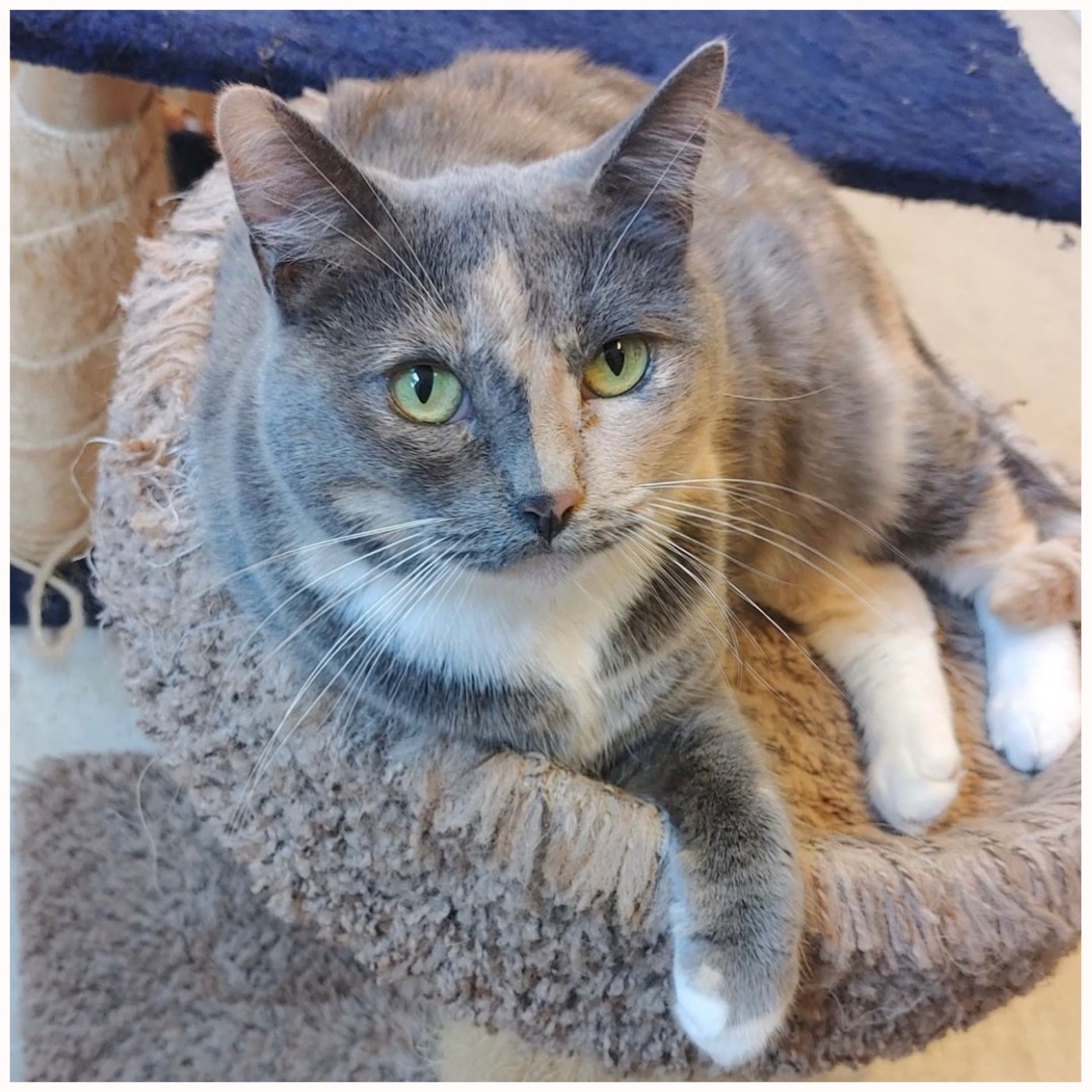 Narcissa, a Adoptable mixed breed in Kingwood, TX image 3/6