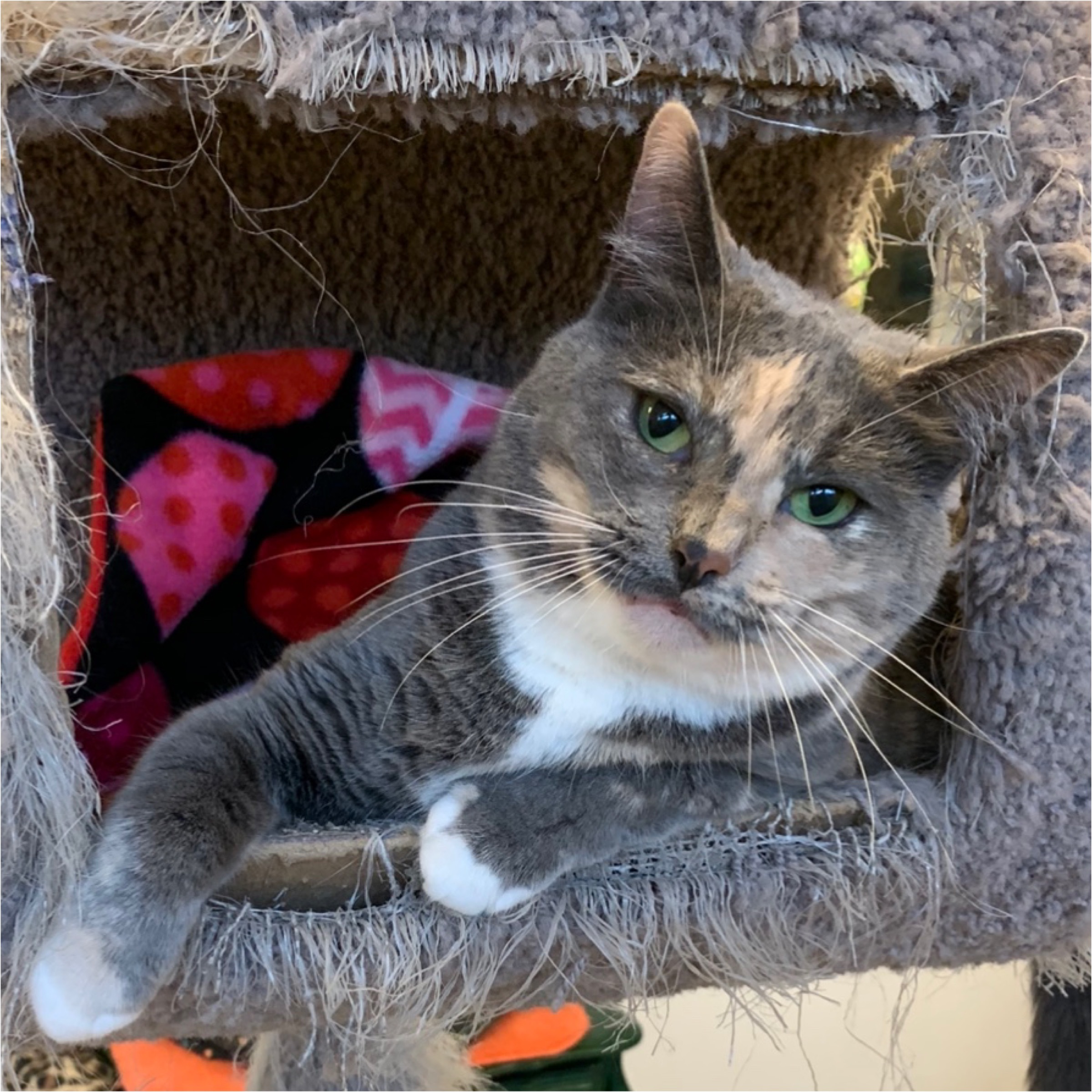 Narcissa, a Adoptable mixed breed in Kingwood, TX image 4/6