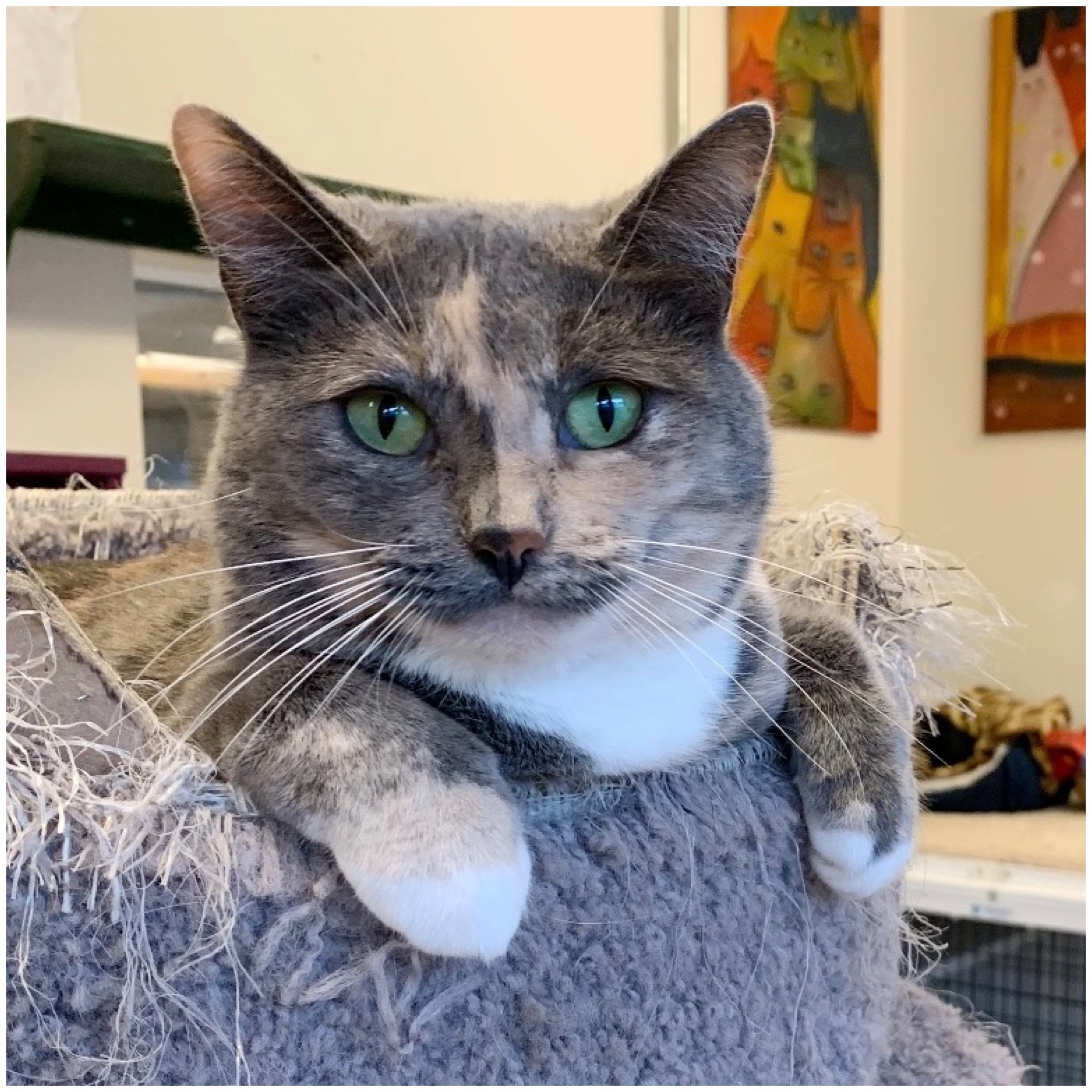 Narcissa, a Adoptable mixed breed in Kingwood, TX image 1/6