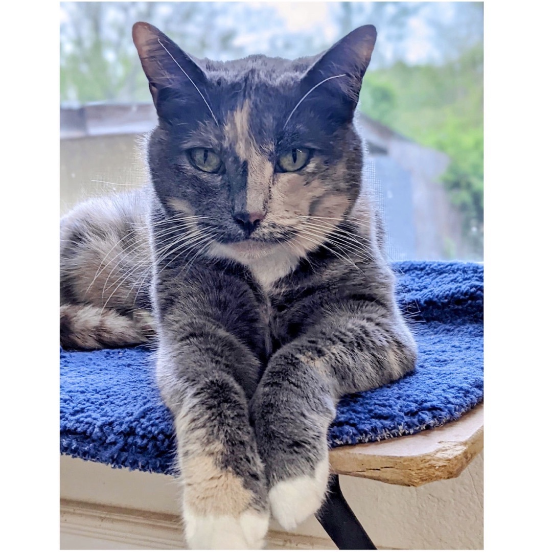 Narcissa, a Adoptable mixed breed in Kingwood, TX image 6/6