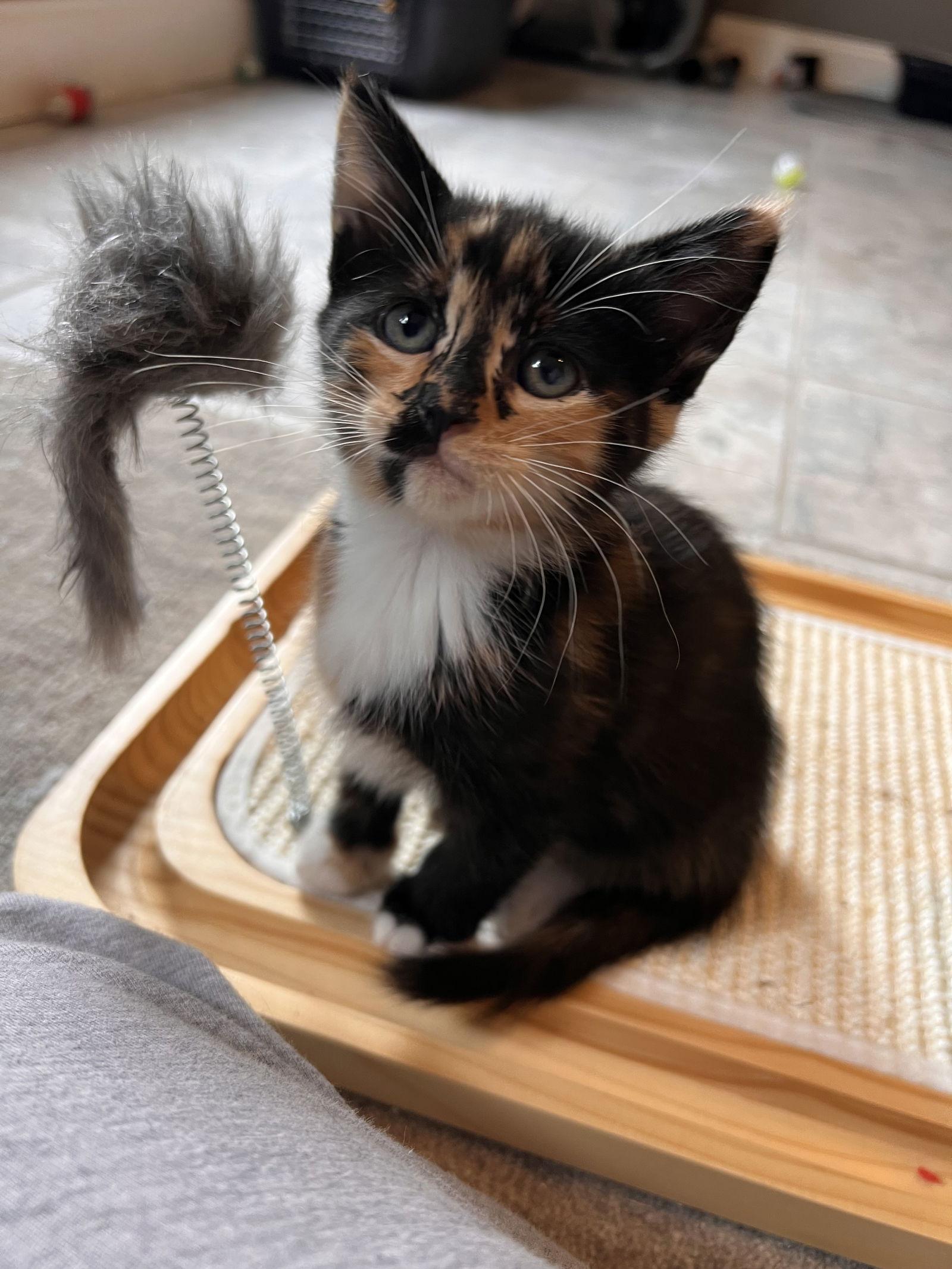 Aru, a Adopted mixed breed in Buford, GA image 1/3