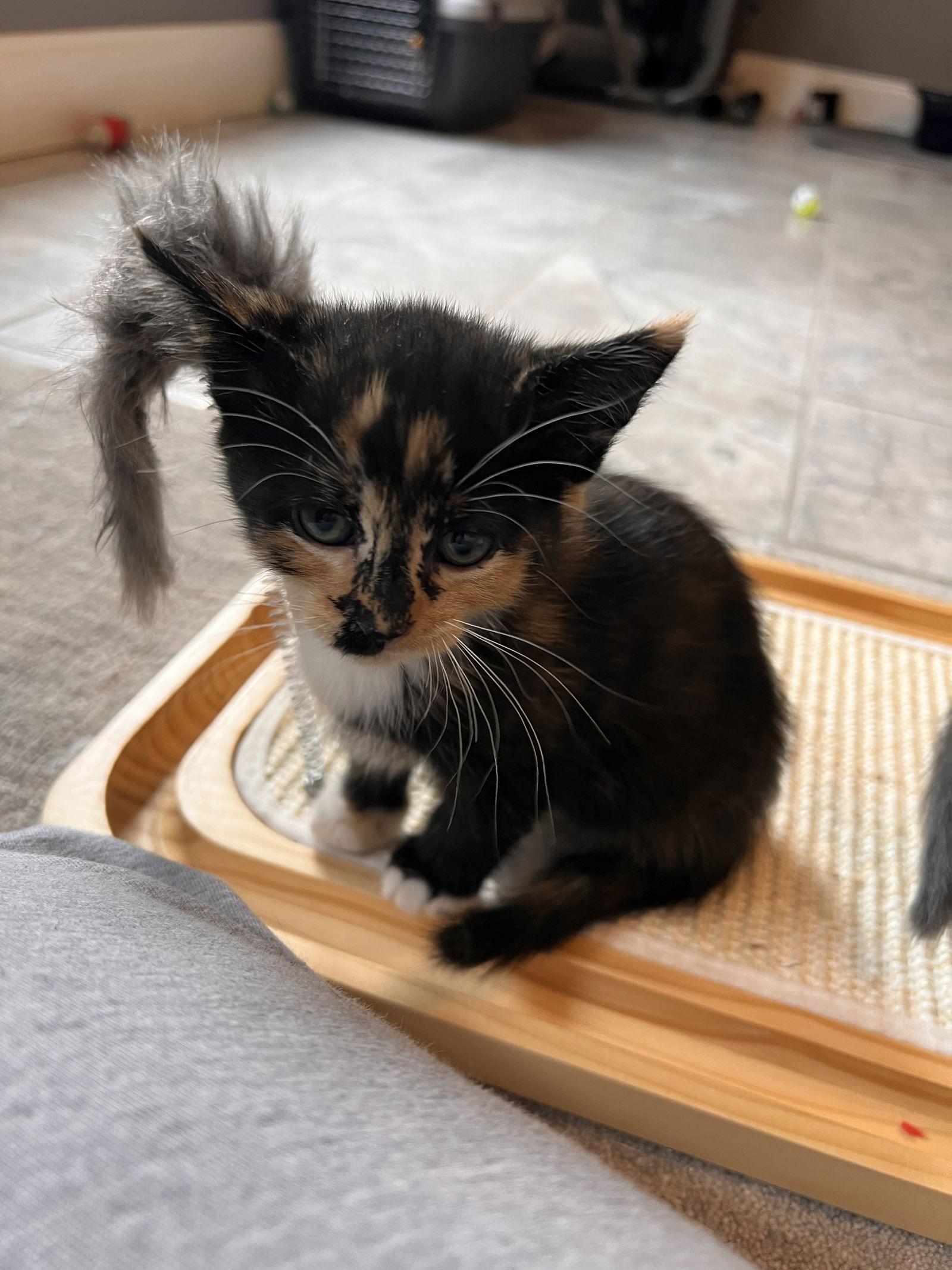 Aru, a Adopted mixed breed in Buford, GA image 2/3