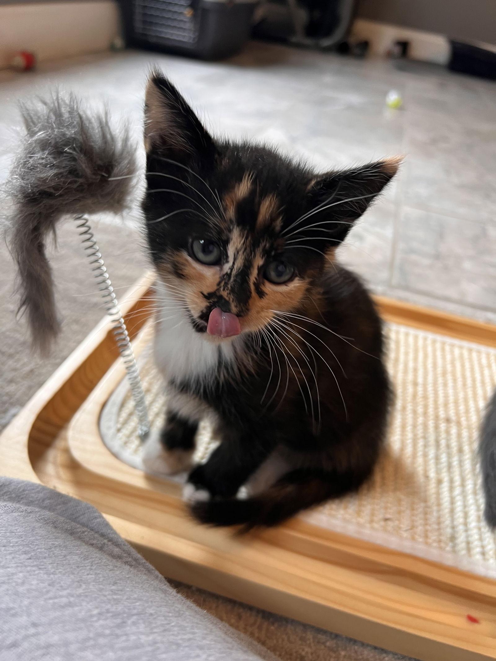 Aru, a Adopted mixed breed in Buford, GA image 3/3