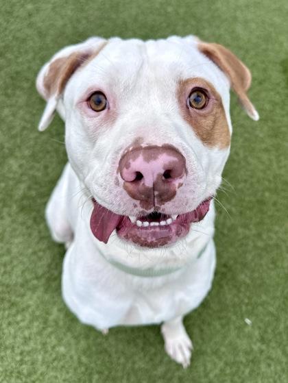 Diamond, Adoptable, Adult Male Mixed Breed & Mixed Breed.