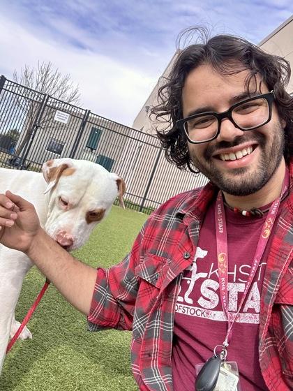 Enlarge Diamond, a Adoptable mixed breed in Wichita, KS image 2/3