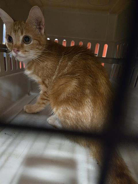 PUDDY, Adoptable, Adult Female Domestic Short Hair.