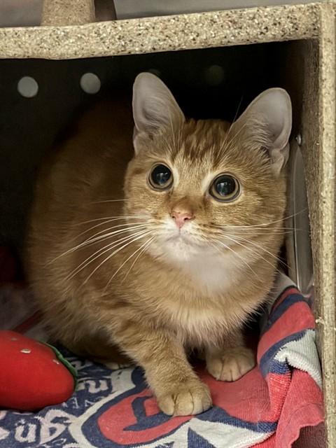 PUDDY, Adoptable, Adult Female Domestic Short Hair.