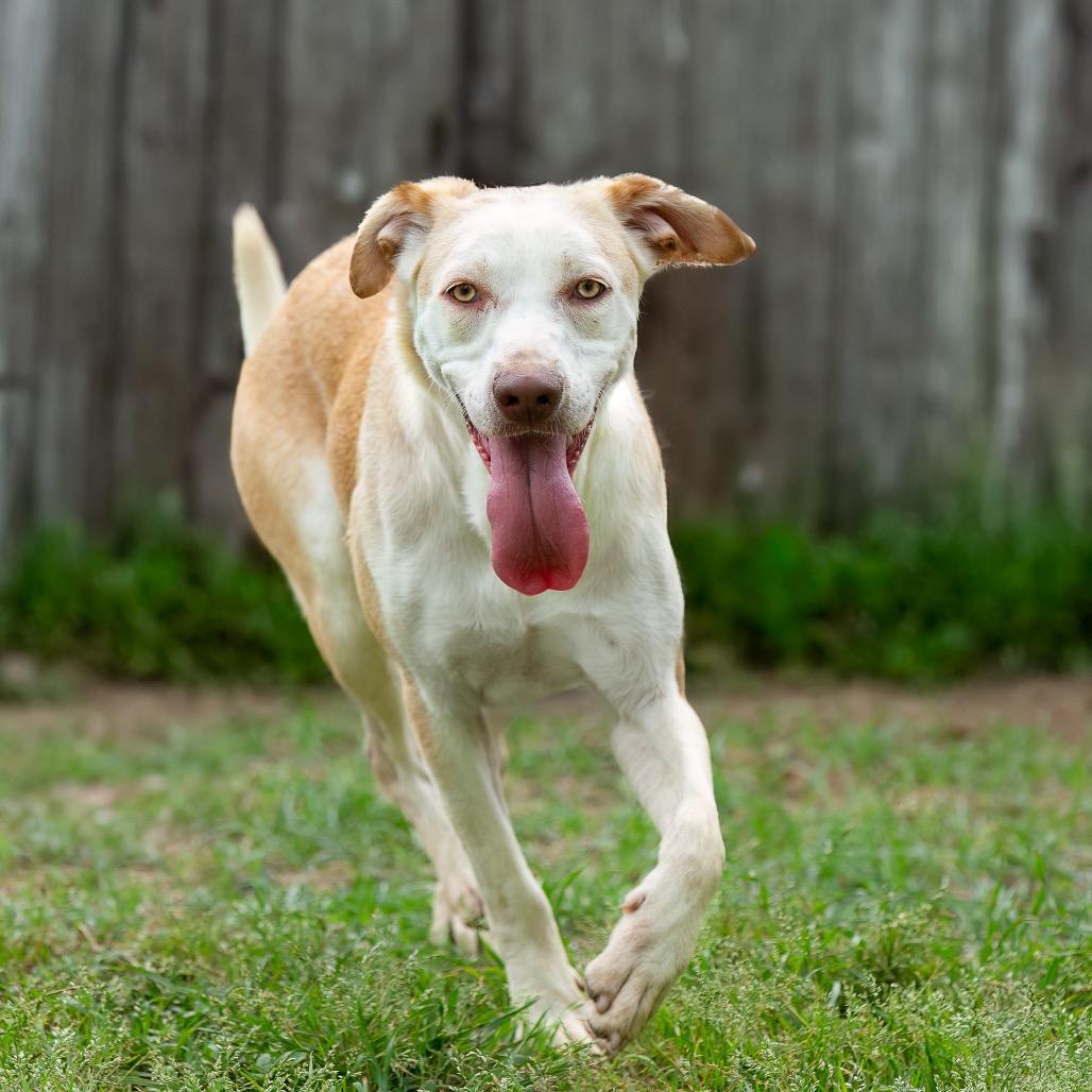 Enlarge Grumbelina, a Adoptable mixed breed in Livingston, TX image 6/6