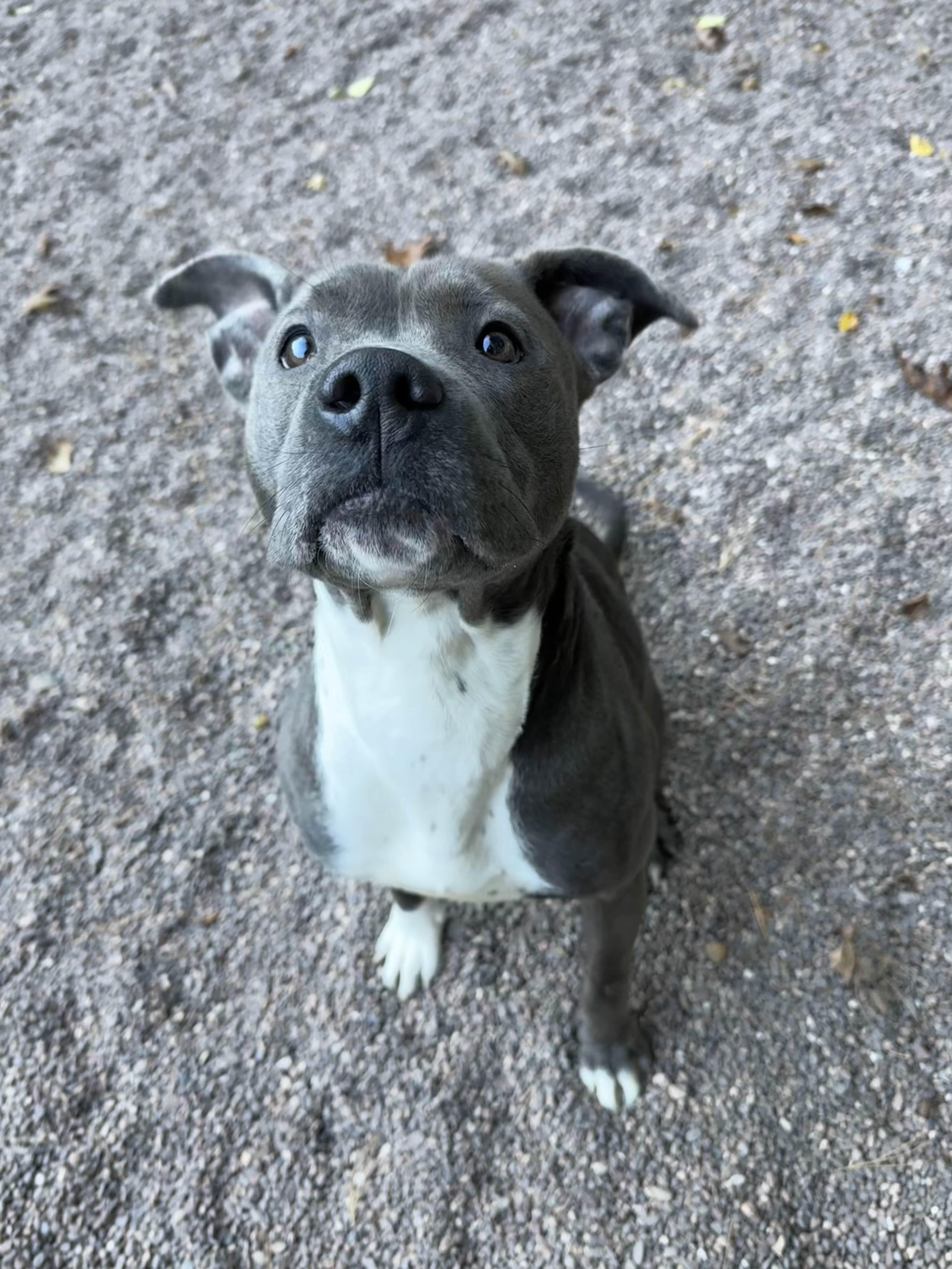 Sadie, a Adoptable Pit Bull Terrier in Houghton, MI image 1/2