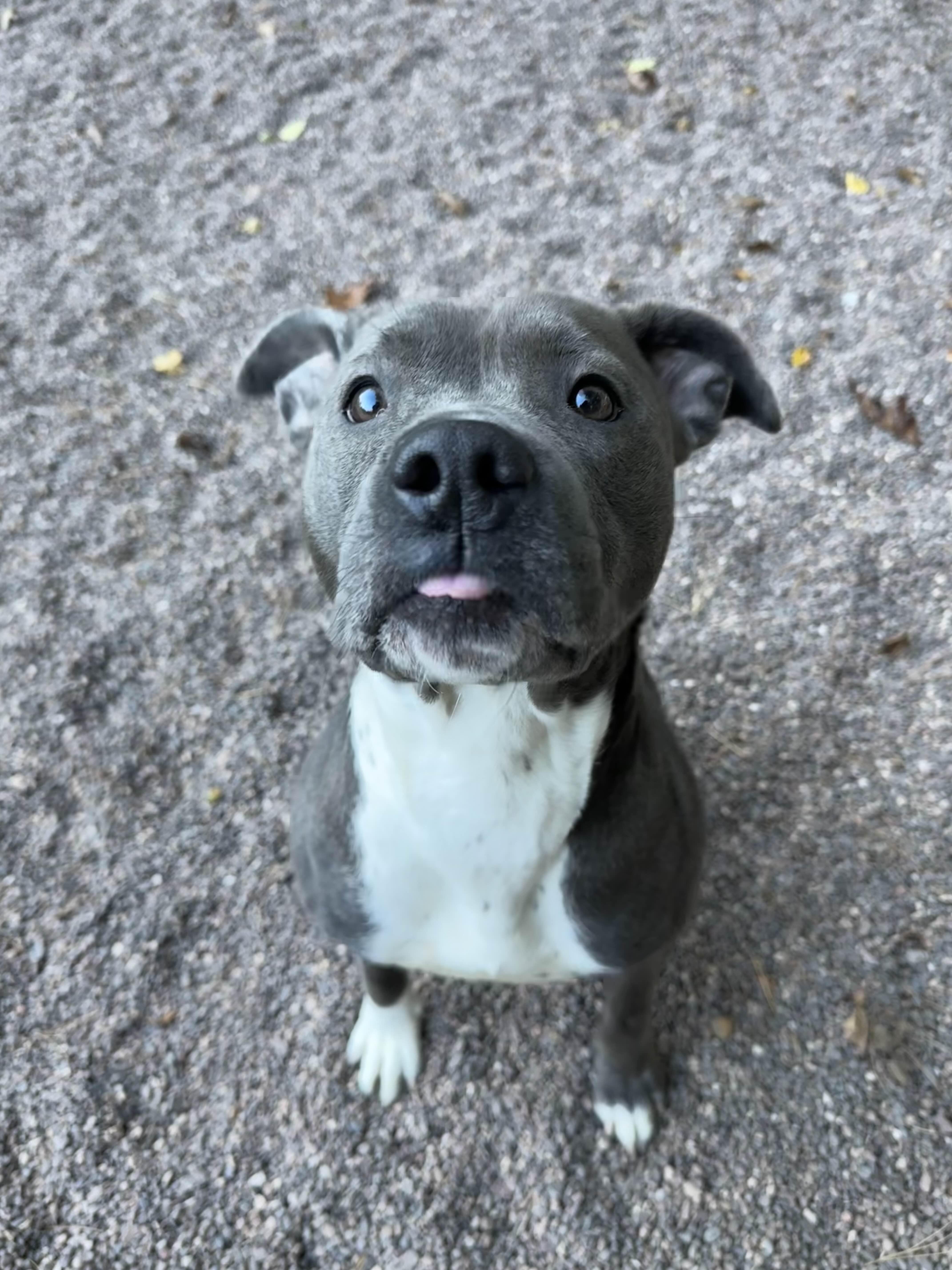 Sadie, a Adoptable Pit Bull Terrier in Houghton, MI image 2/2