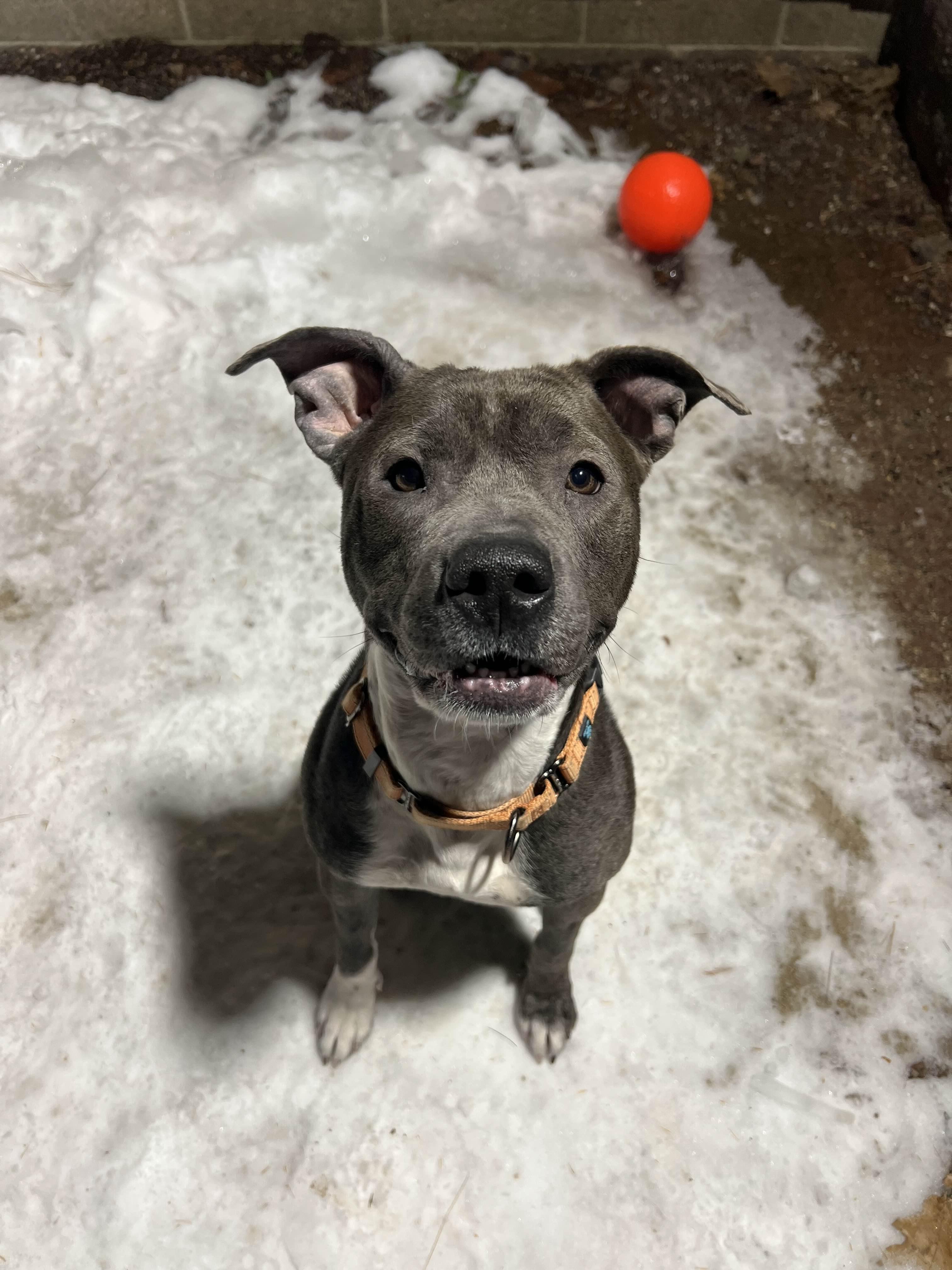 Enlarge Sadie, a Adoptable Pit Bull Terrier in Houghton, MI image 2/2