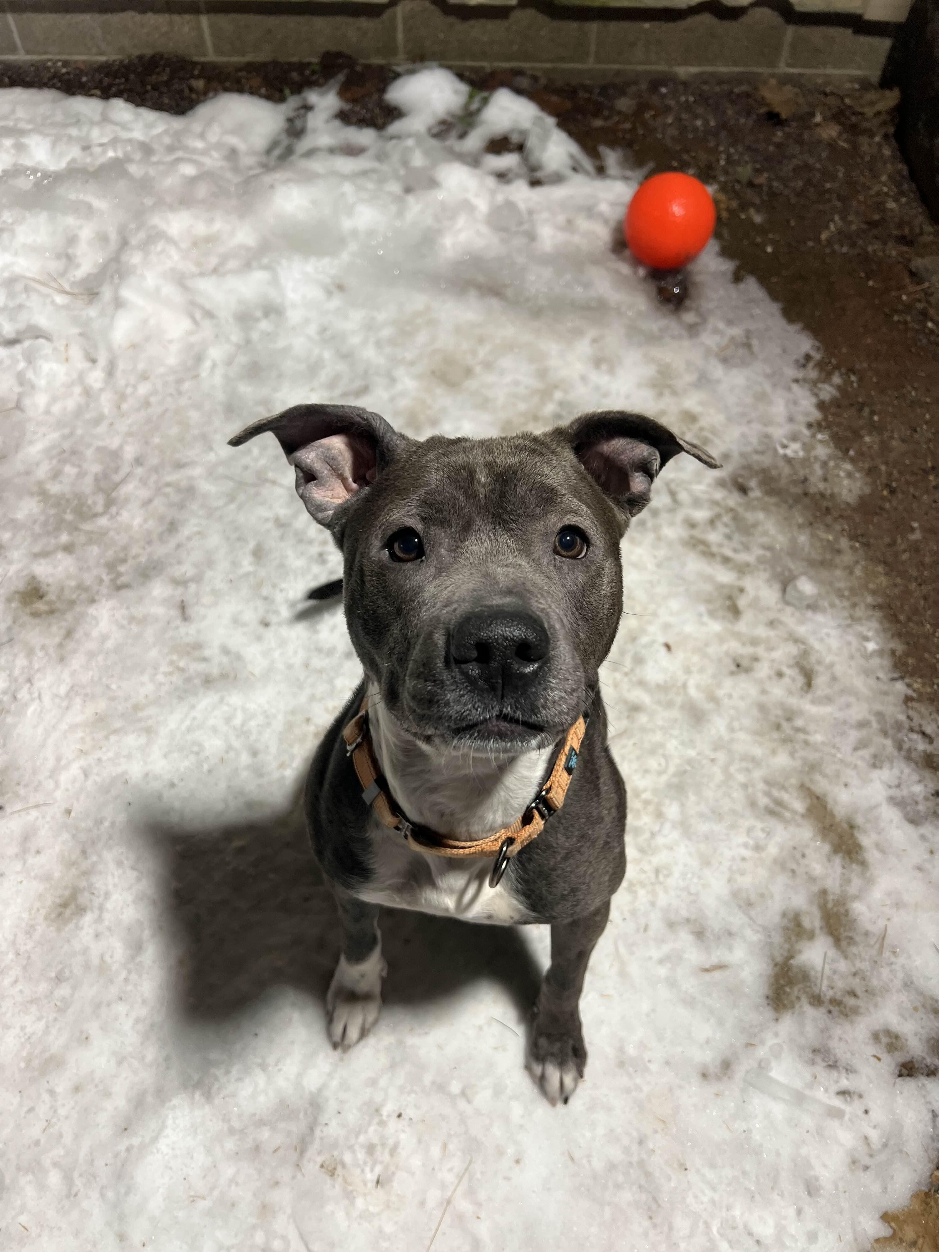 Enlarge Sadie, a Adoptable Pit Bull Terrier in Houghton, MI image 1/2