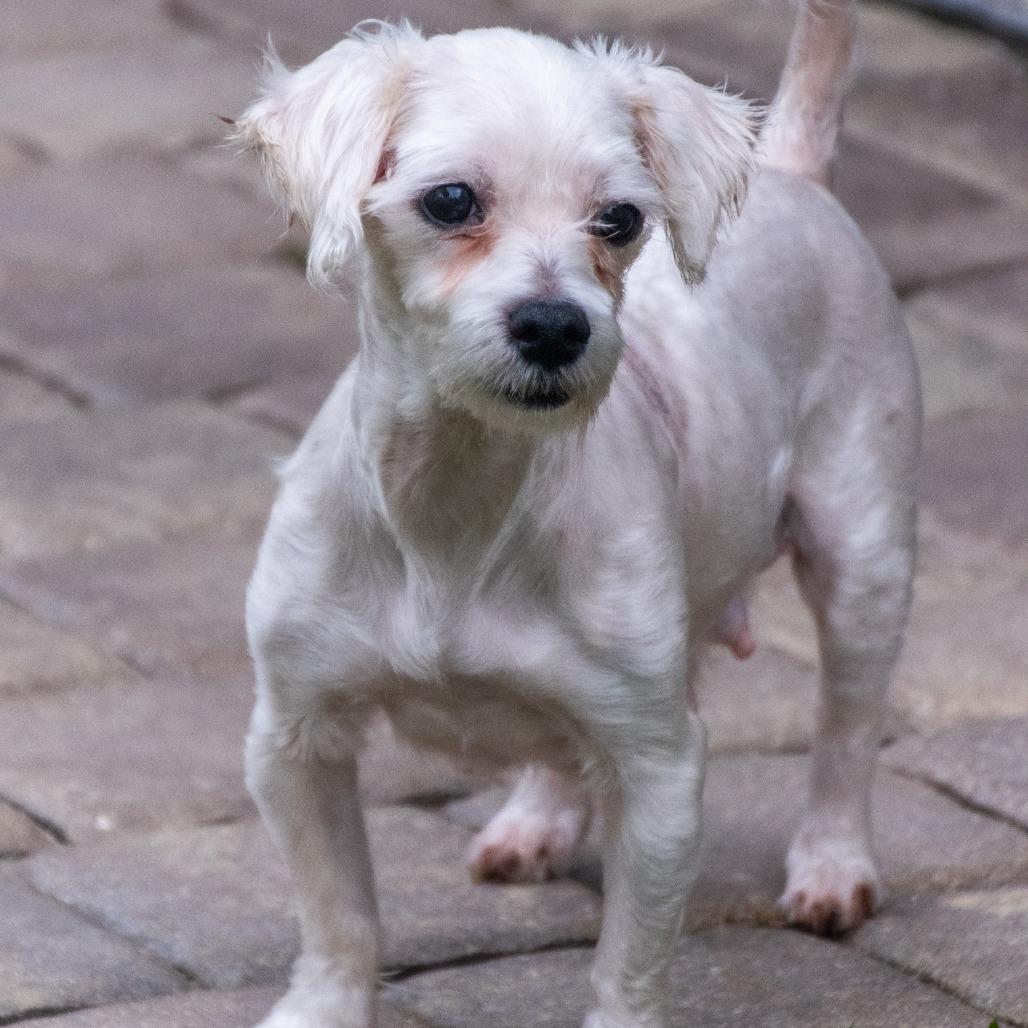 Enlarge Gabby, a Adoptable Maltese in TITUSVILLE, FL image 1/3