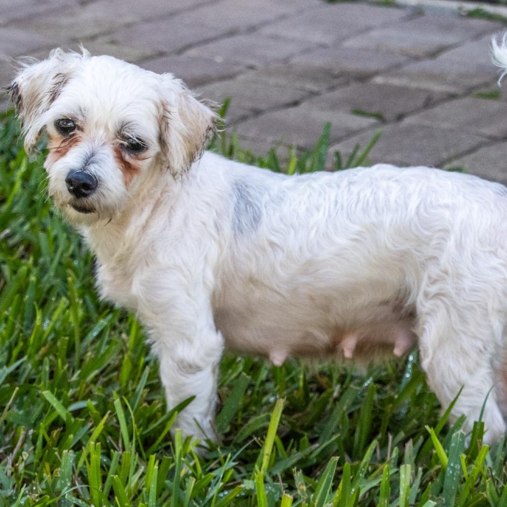 Enlarge Gabby, a Adoptable Maltese in TITUSVILLE, FL image 2/3