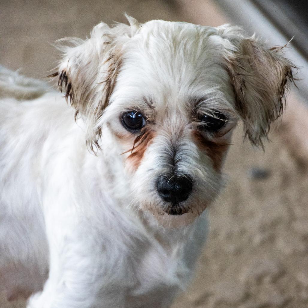 Enlarge Gabby, a Adoptable Maltese in TITUSVILLE, FL image 3/3