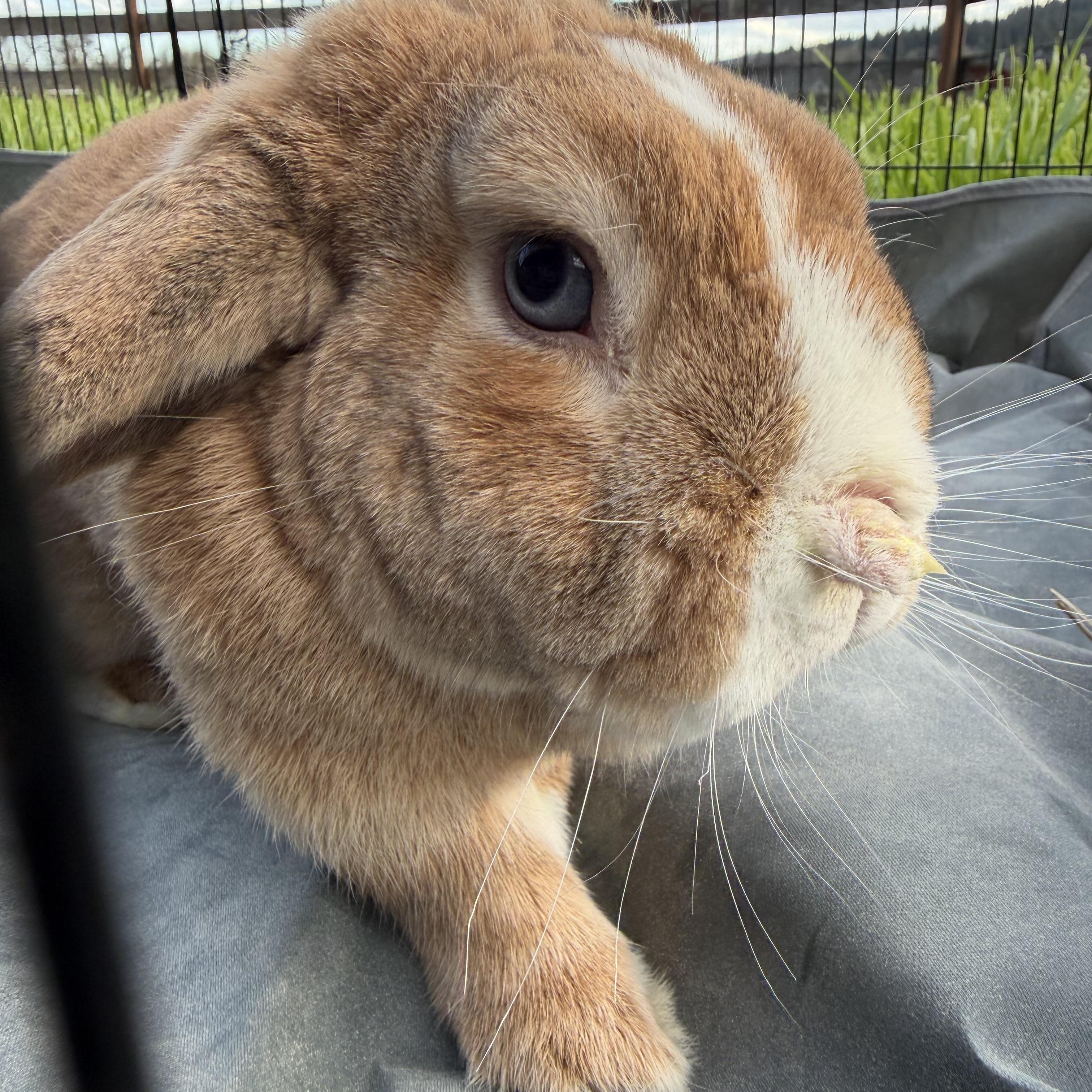 Enlarge Scotch Boy , a Adoptable mixed breed in Beaverton, OR image 2/4