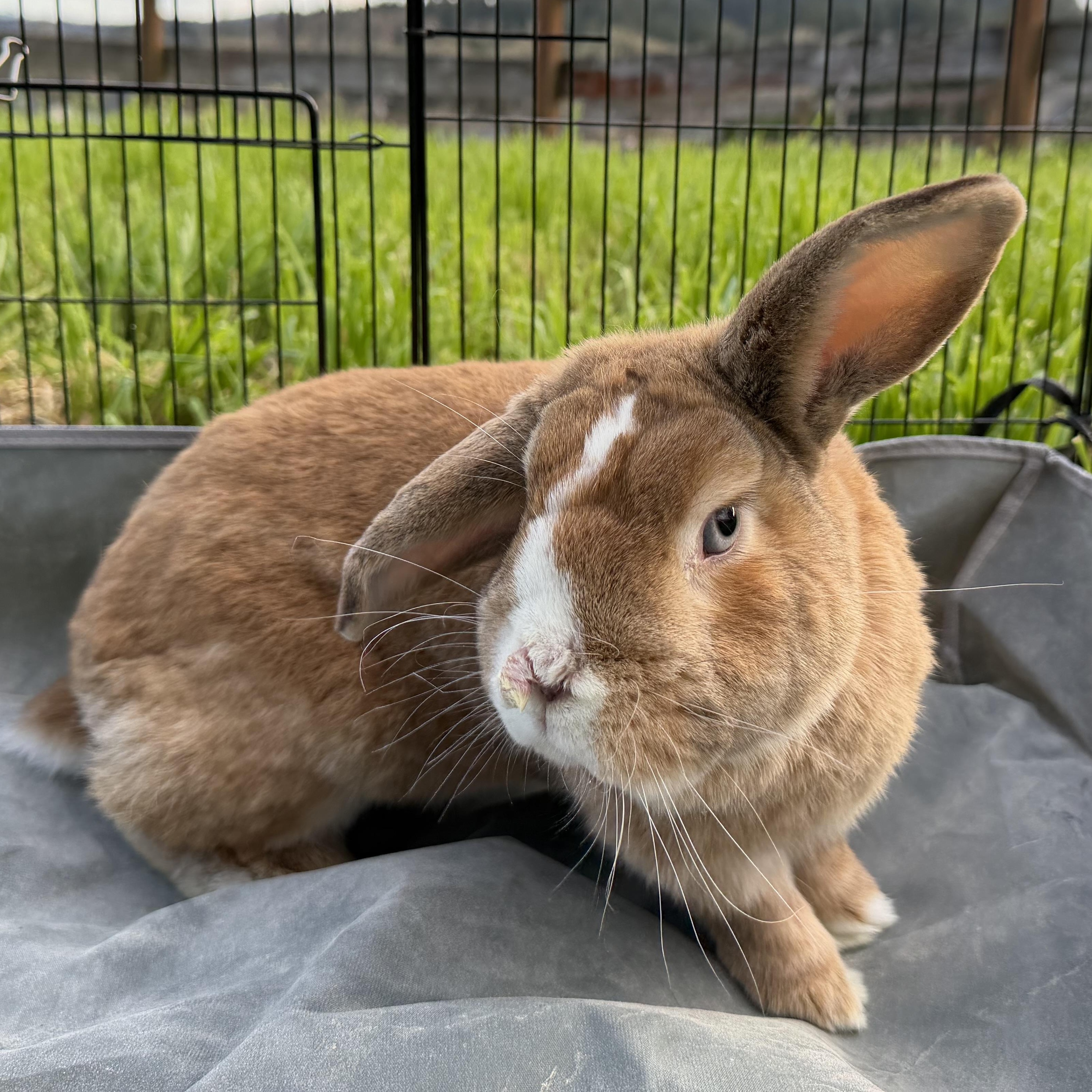 Enlarge Scotch Boy , a Adoptable mixed breed in Beaverton, OR image 3/4