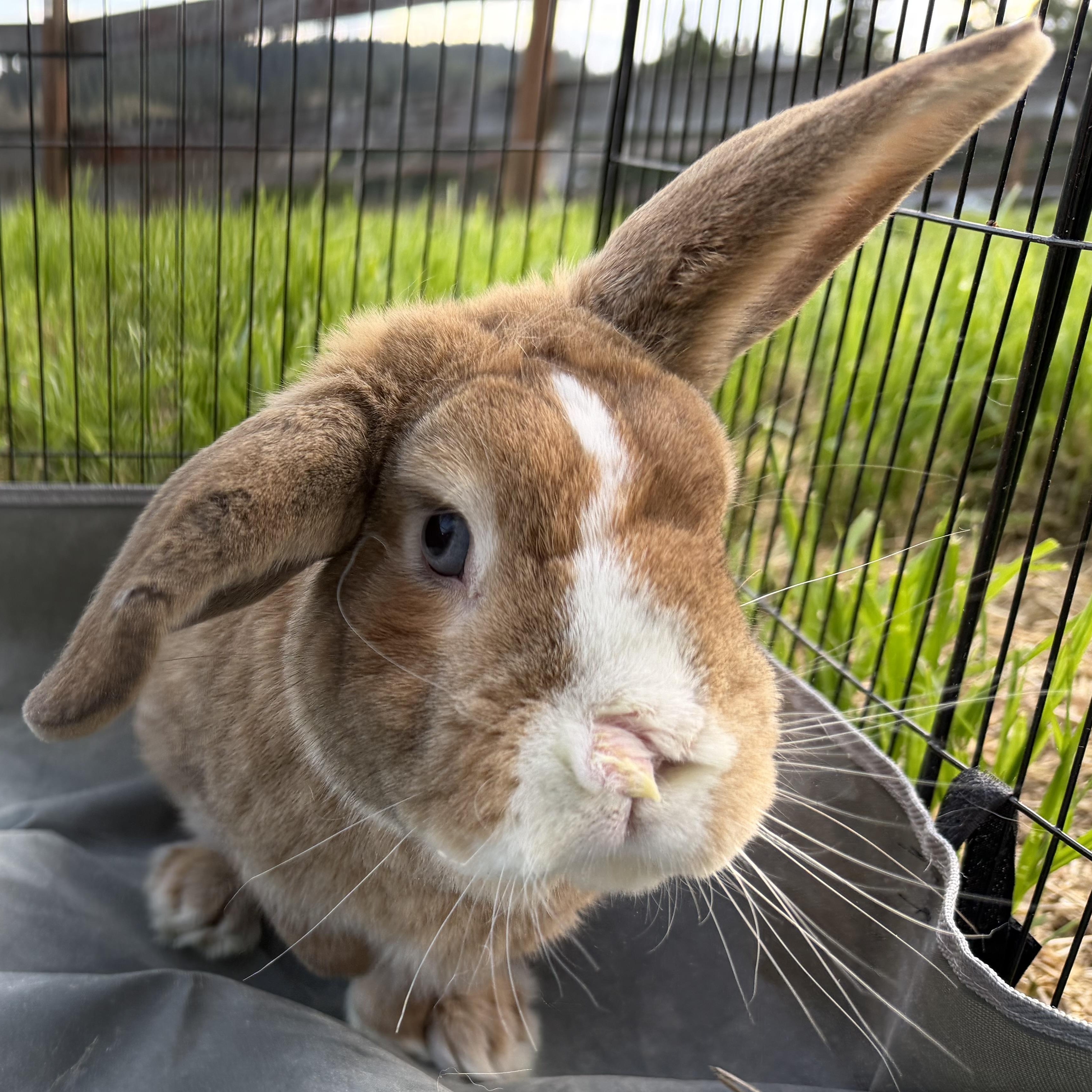 Enlarge Scotch Boy , a Adoptable mixed breed in Beaverton, OR image 1/4