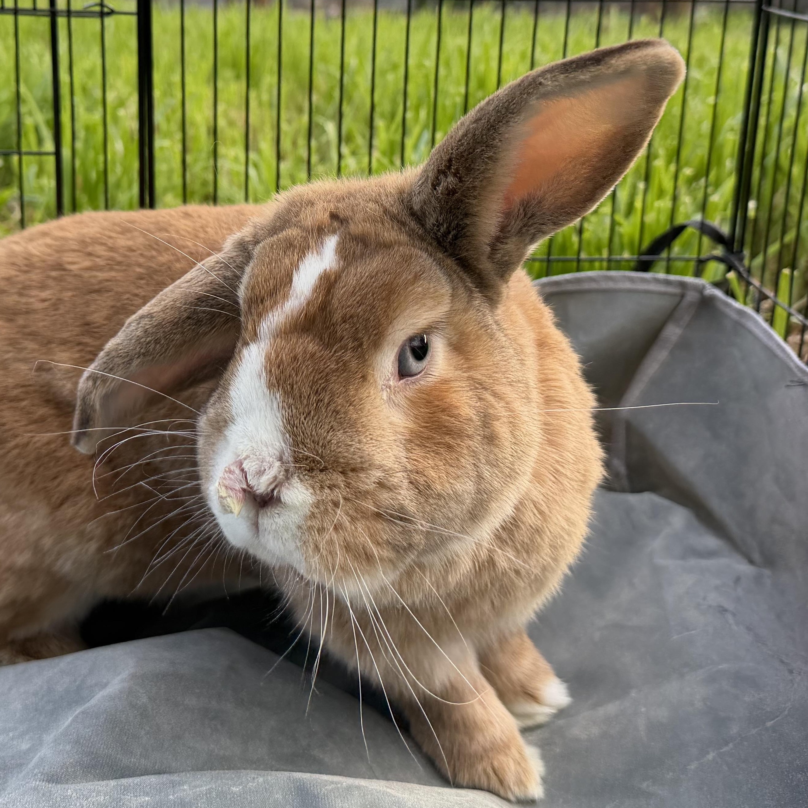 Enlarge Scotch Boy , a Adoptable mixed breed in Beaverton, OR image 4/4