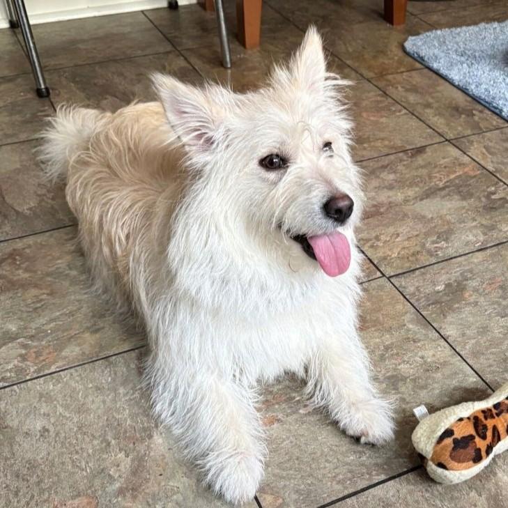 Rosemary, ADOPTABLE, Young Female Terrier.