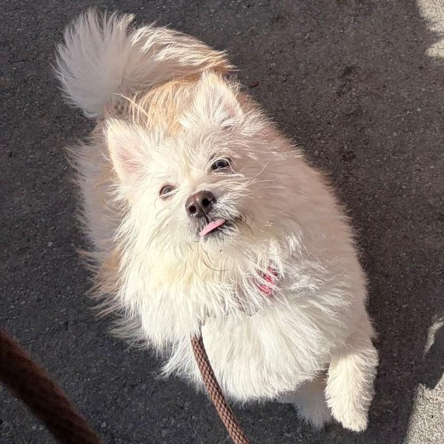 Enlarge Rosemary, a ADOPTABLE mixed breed in Rensselaer, NY image 3/5