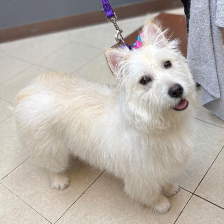 Enlarge Rosemary, a ADOPTABLE mixed breed in Rensselaer, NY image 5/5