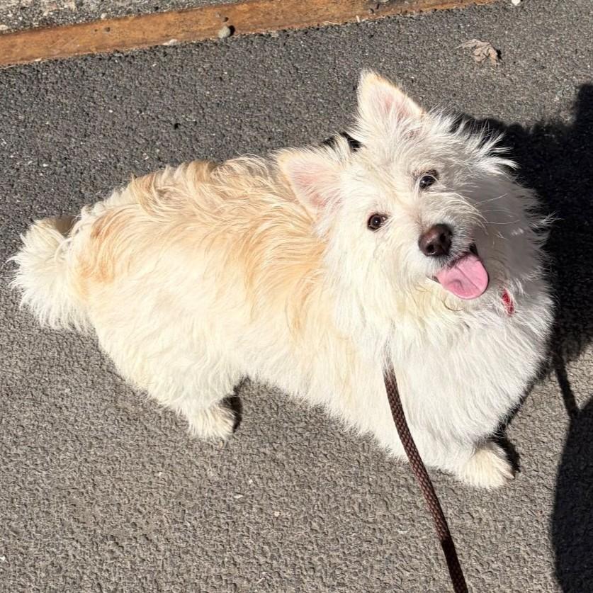 Enlarge Rosemary, a ADOPTABLE mixed breed in Rensselaer, NY image 2/5