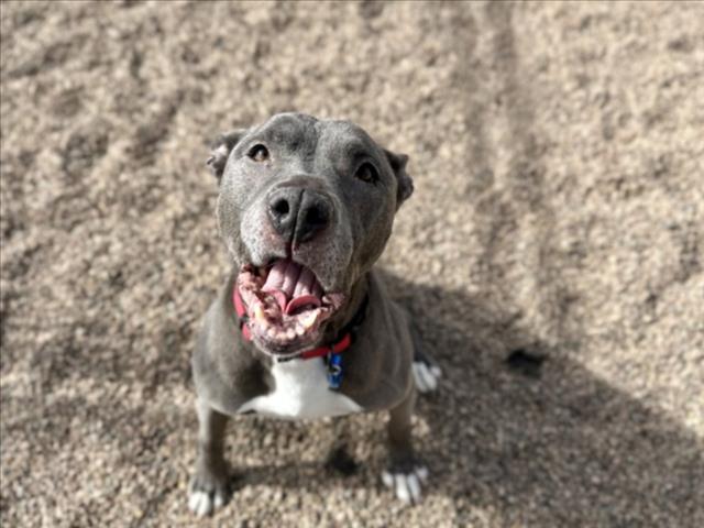 Enlarge TASHA, a Adoptable mixed breed in Loveland, CO image 1/1