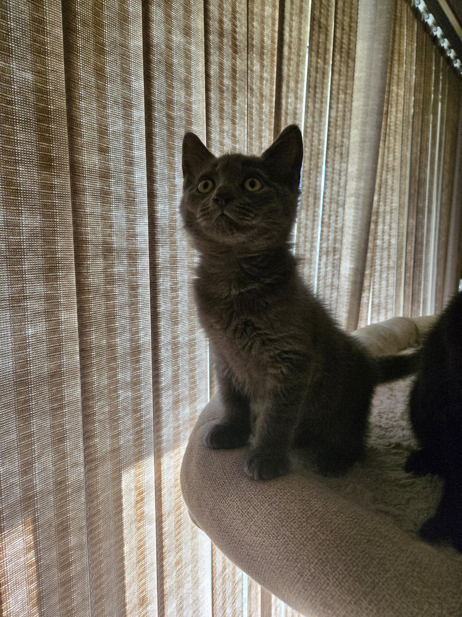 Holly, a Adopted mixed breed in Walled Lake, MI image 3/3