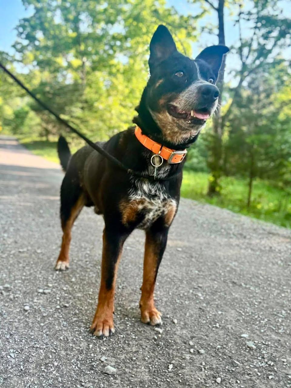 Enlarge HOWIE, a ADOPTABLE Terrier in Waverly, TN image 1/2