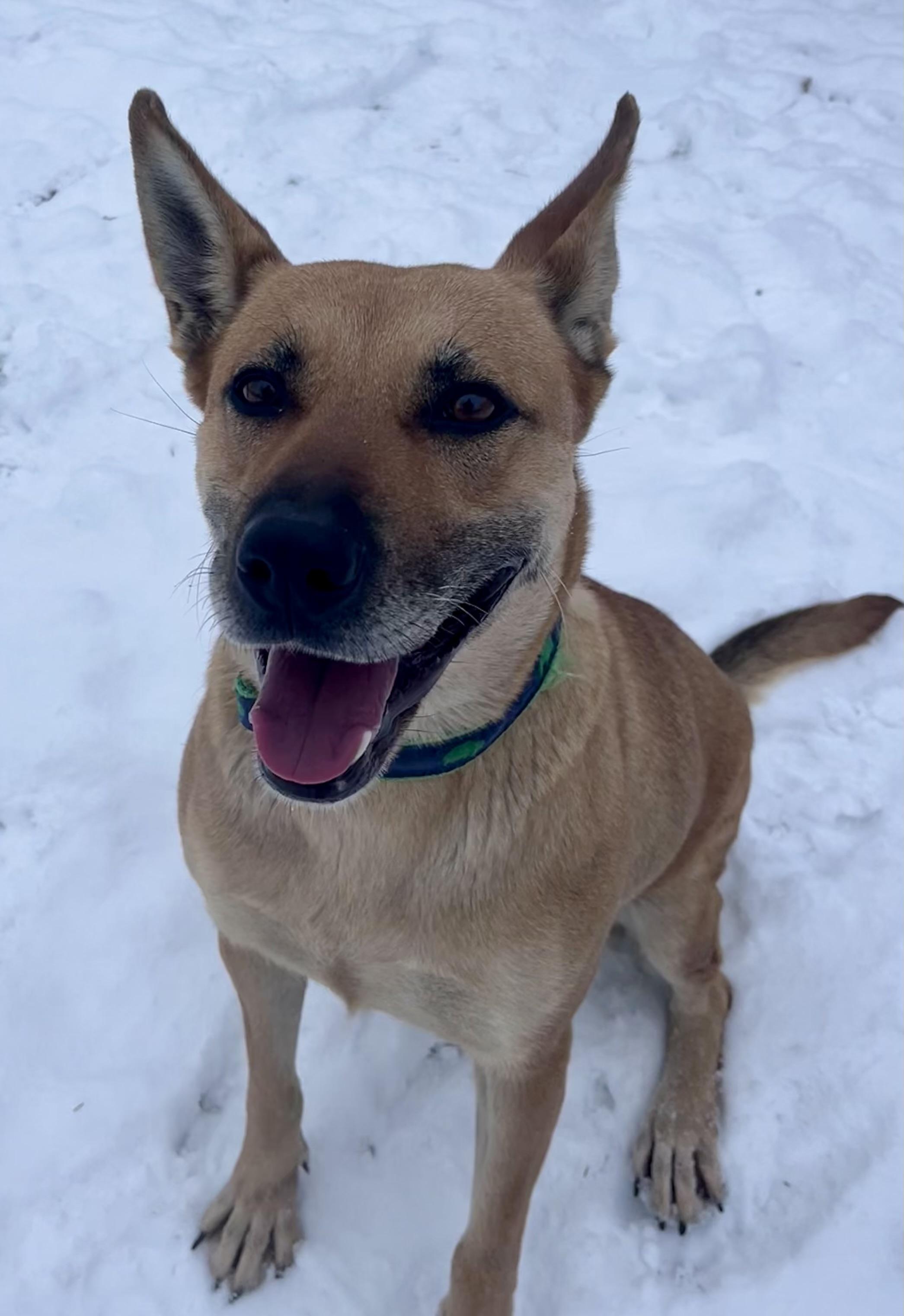 Enlarge Granola , a ADOPTABLE mixed breed in Buffalo, NY image 3/6