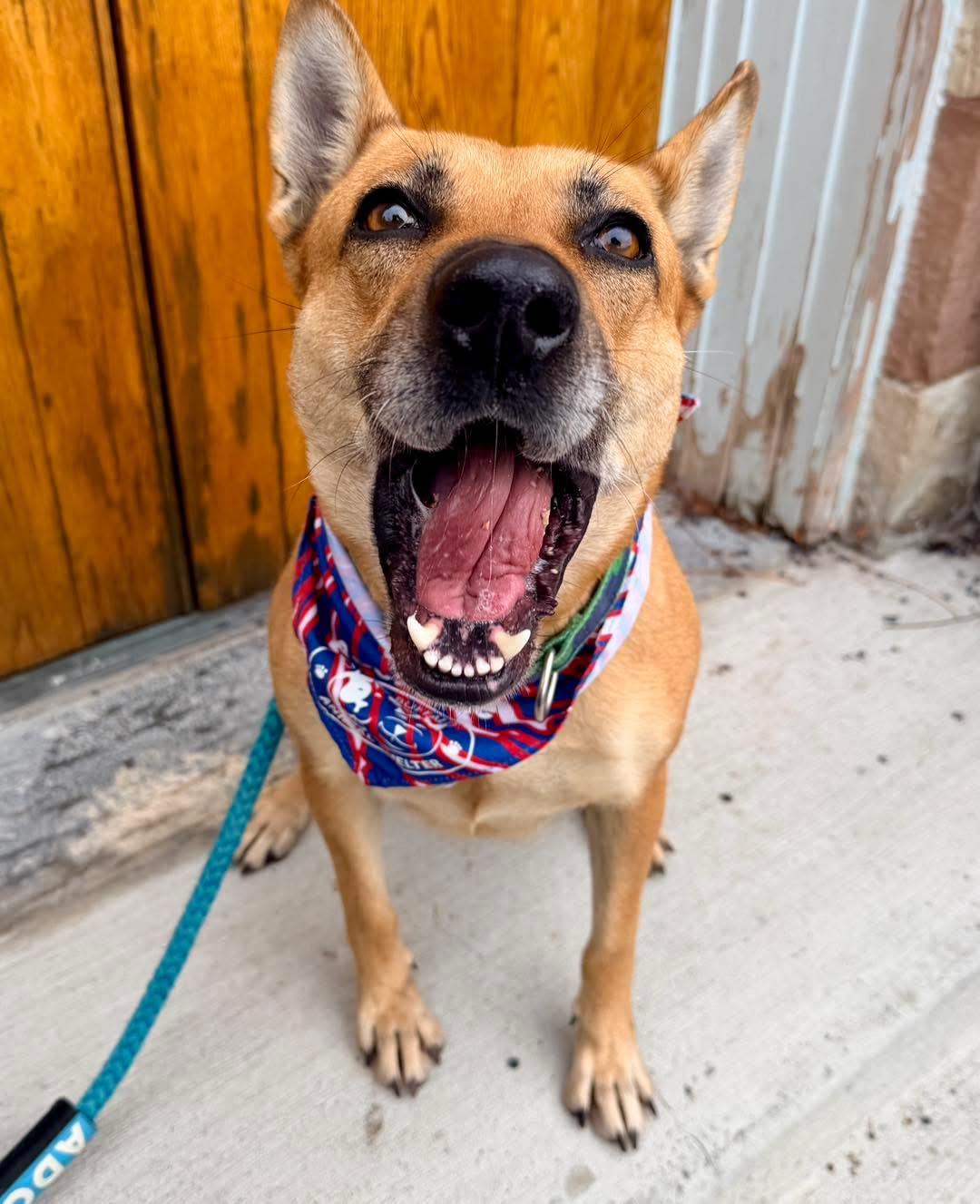 Enlarge Granola , a ADOPTABLE mixed breed in Buffalo, NY image 6/6
