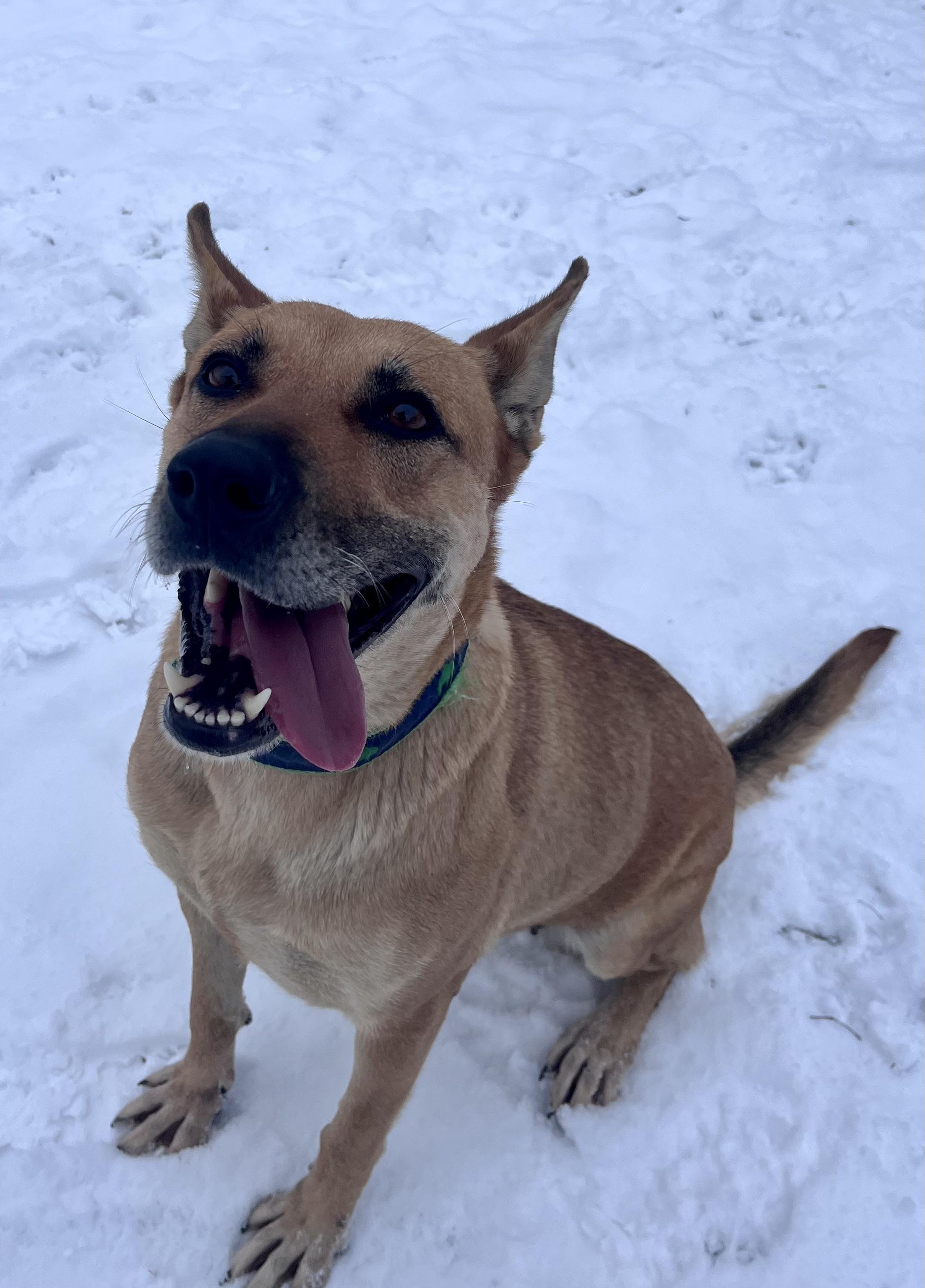 Enlarge Granola , a ADOPTABLE mixed breed in Buffalo, NY image 5/6