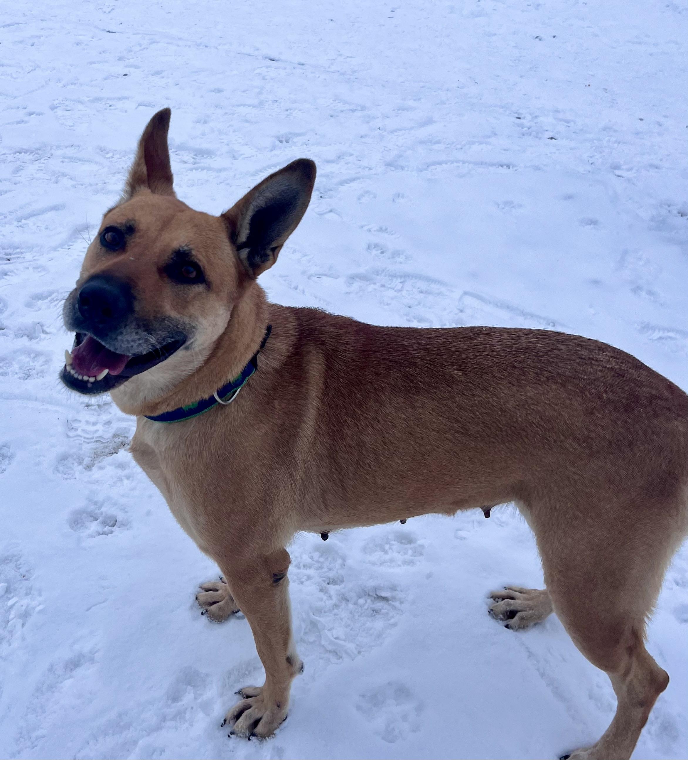 Enlarge Granola , a ADOPTABLE mixed breed in Buffalo, NY image 2/6