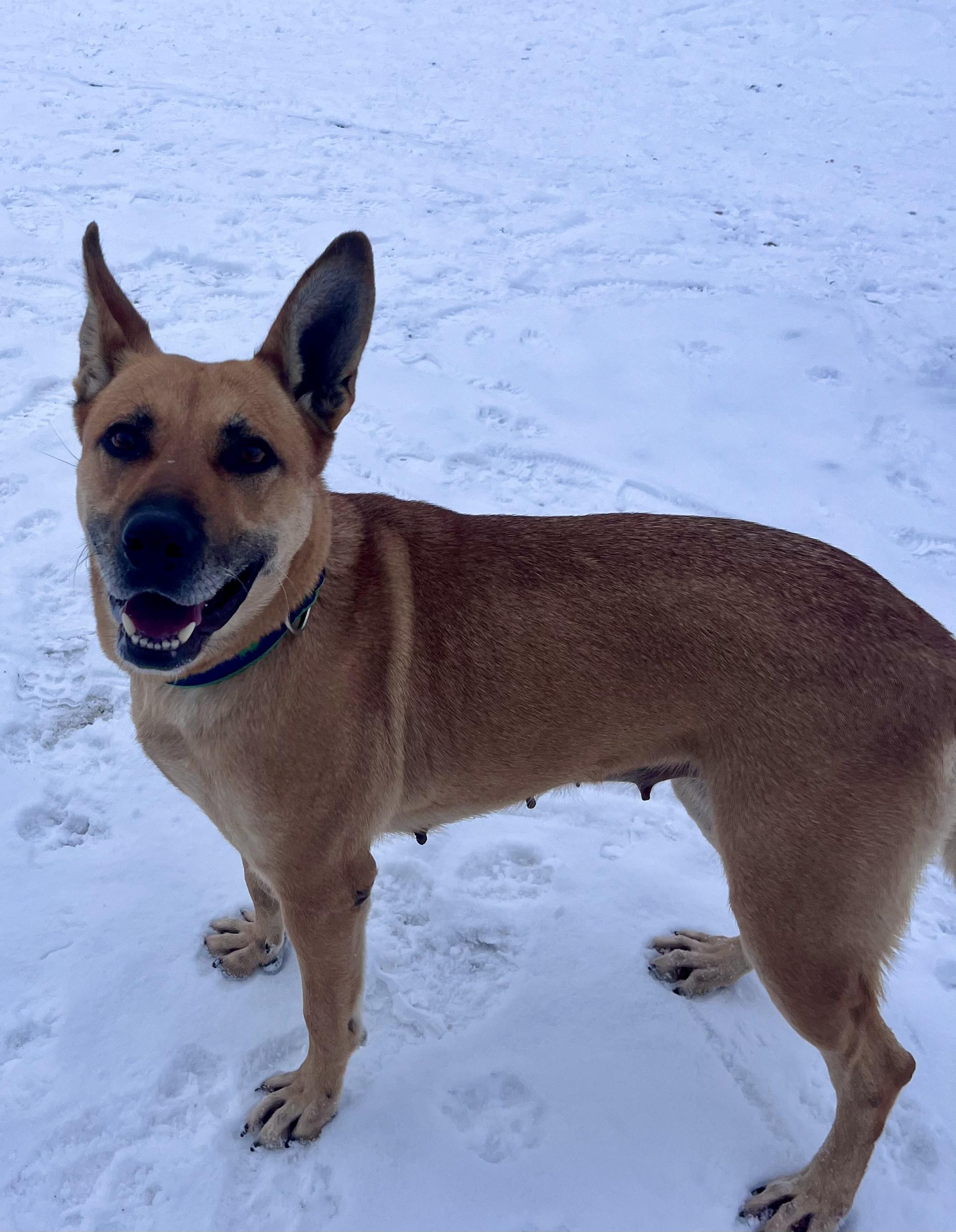 Enlarge Granola , a ADOPTABLE mixed breed in Buffalo, NY image 4/6