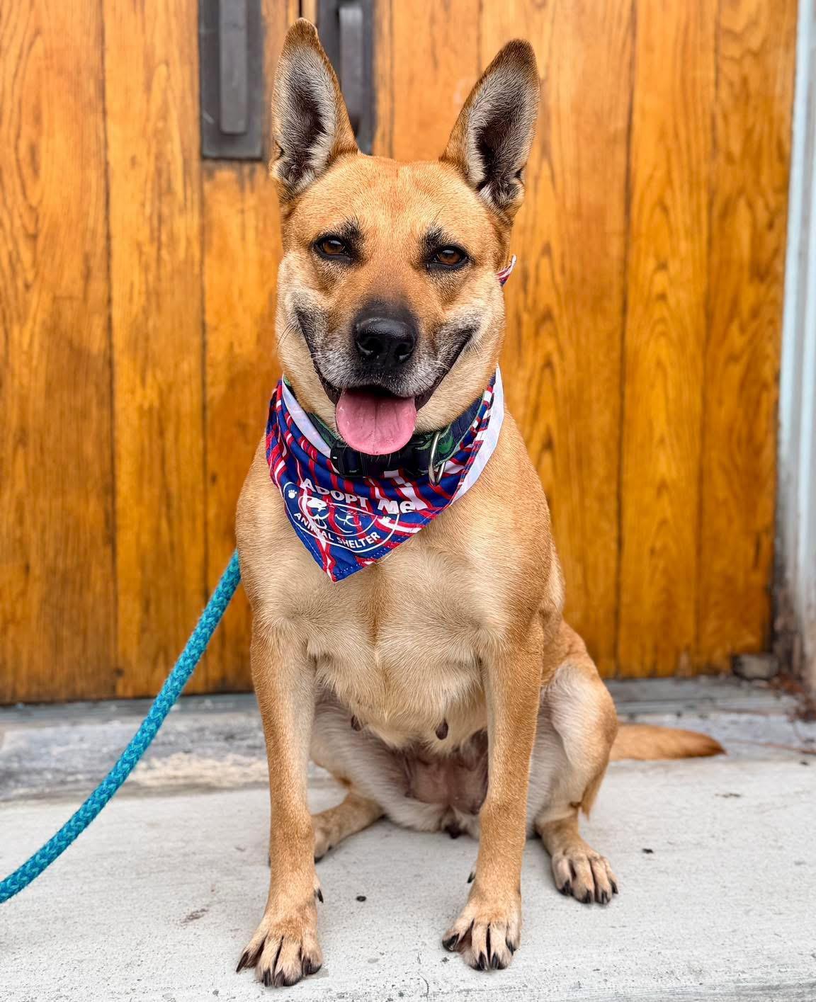 Granola , ADOPTABLE, Adult Female Shepherd.