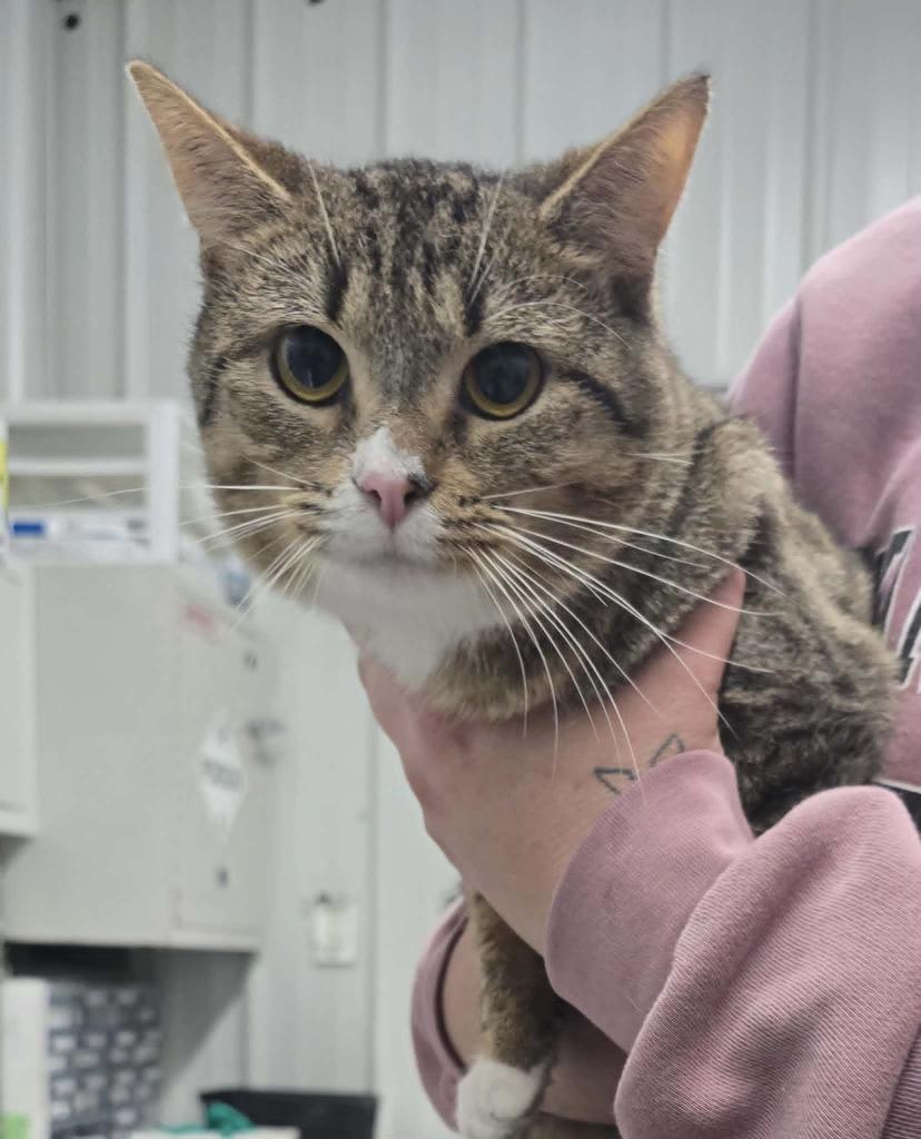 Dare Devil, Adoptable, Young Male Domestic Short Hair.