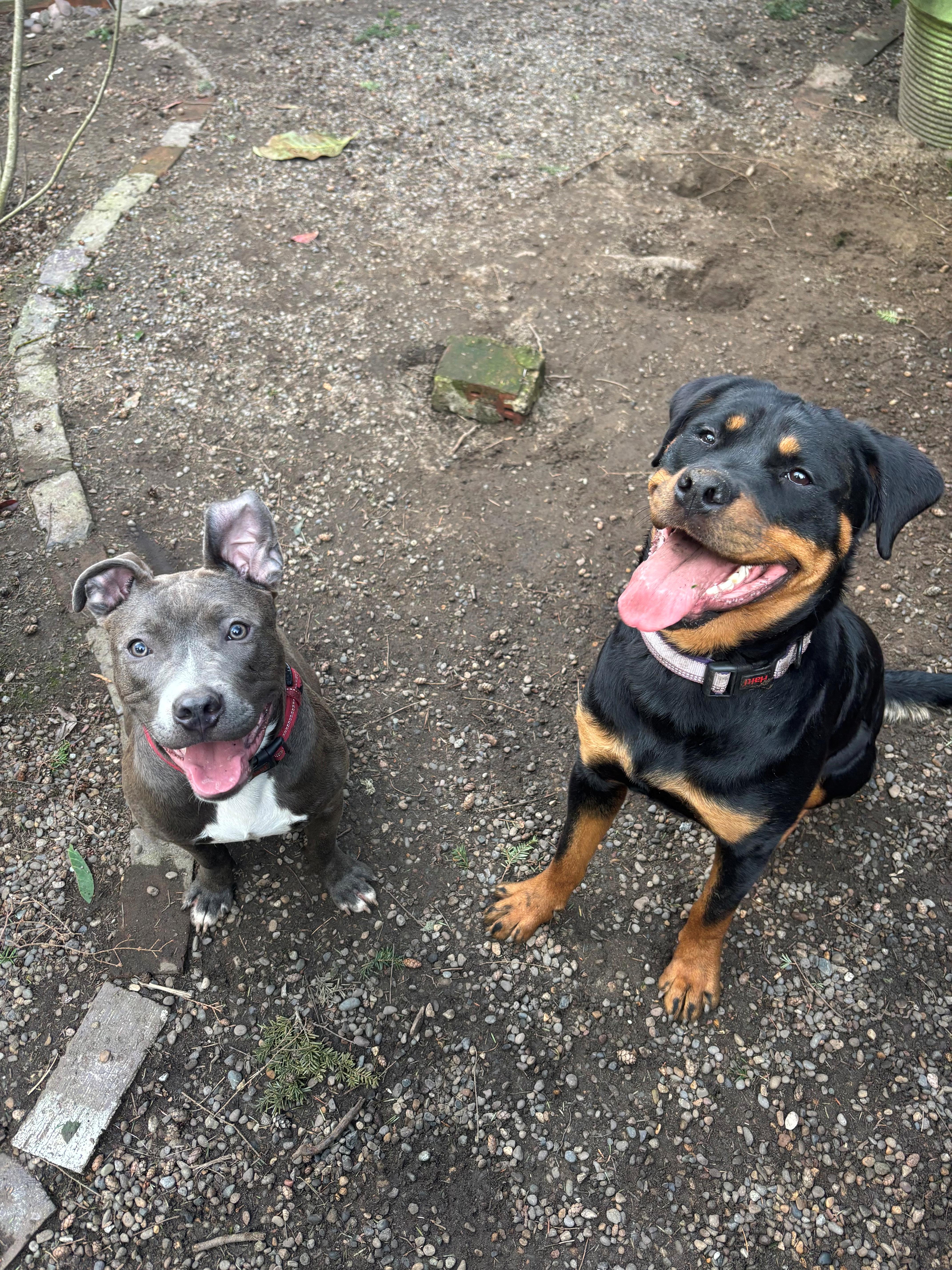 Enlarge Shilo, a Adoptable Rottweiler in Tacoma, WA image 1/4