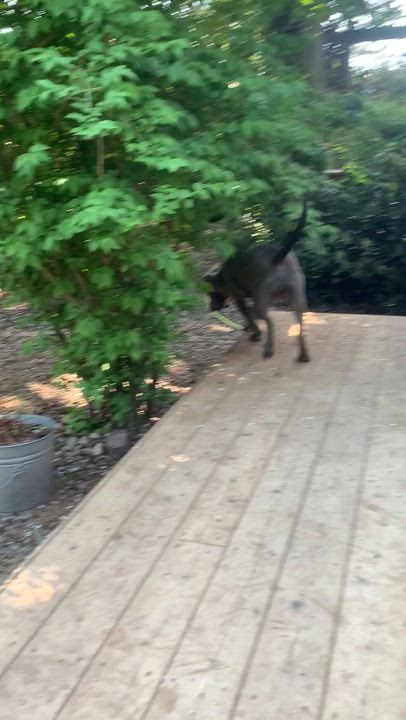 Enlarge Shilo, a Adoptable Rottweiler in Tacoma, WA video 2/4