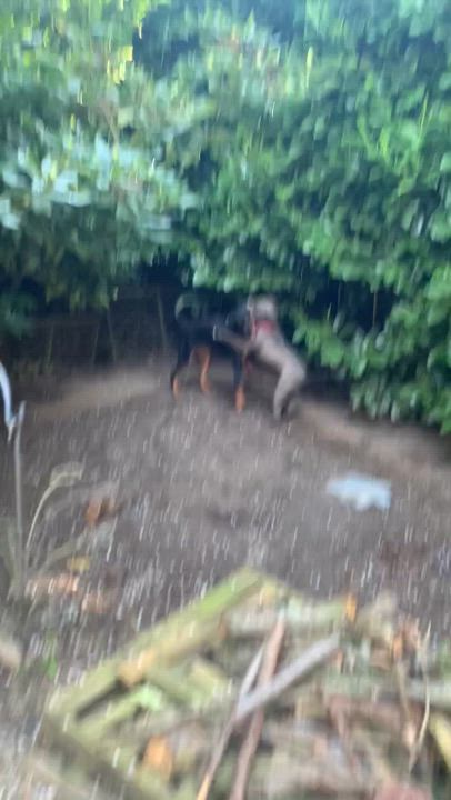 Enlarge Shilo, a Adoptable Rottweiler in Tacoma, WA video 3/4