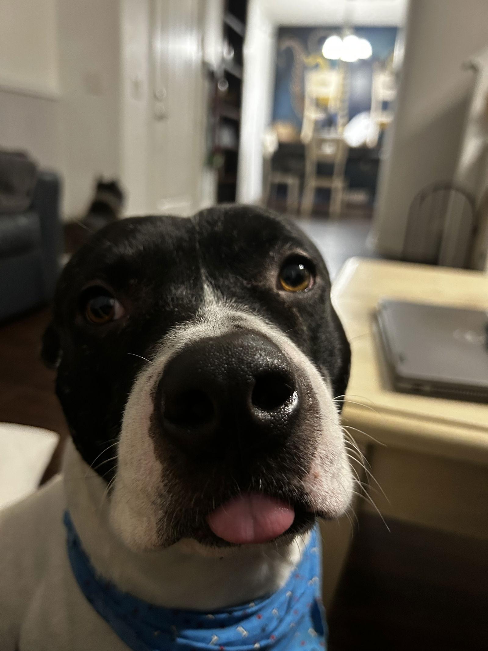 Enlarge Russ, a Adoptable Pit Bull Terrier in Sparks, NV image 2/3