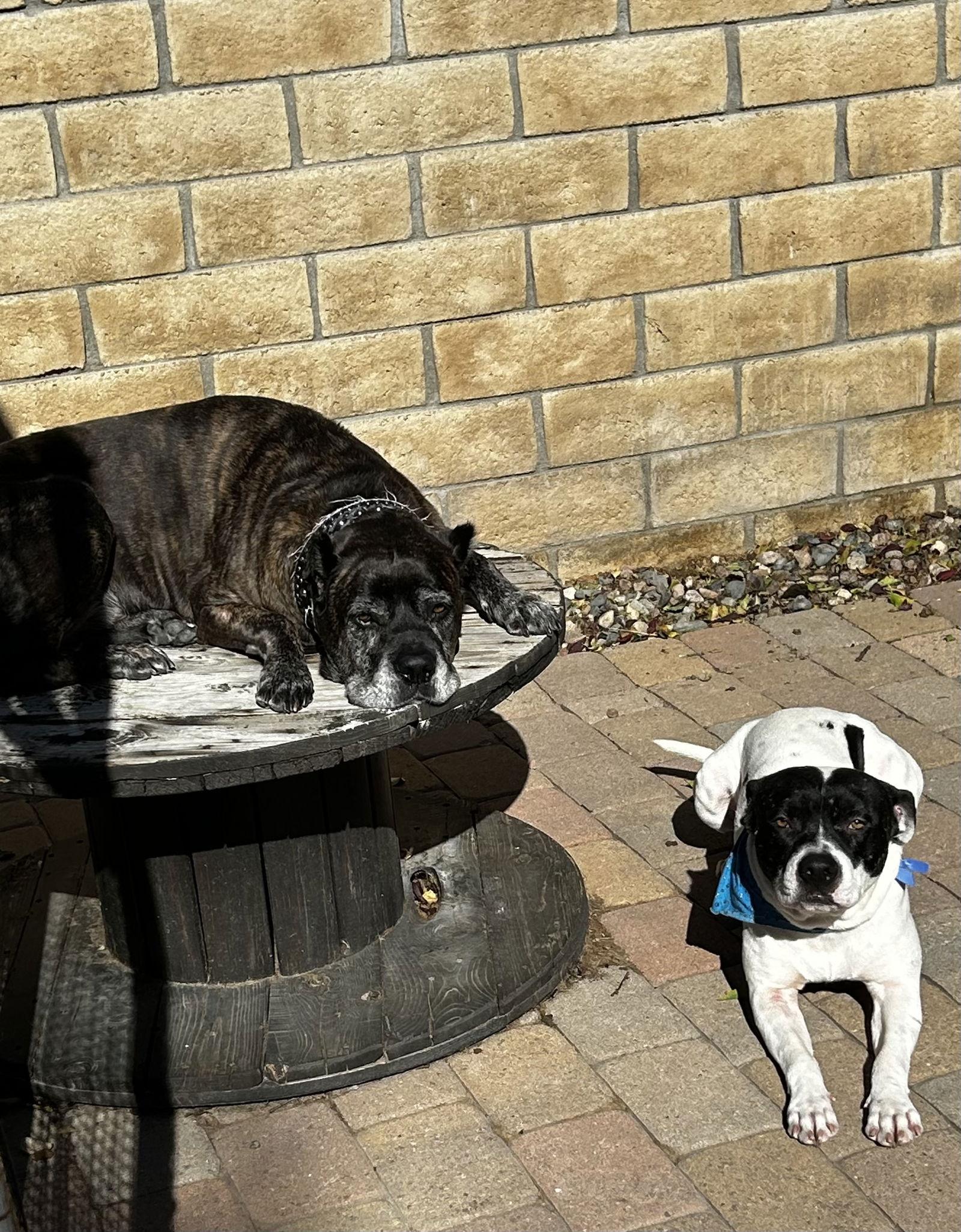 Enlarge Russ, a Adoptable Pit Bull Terrier in Sparks, NV image 3/3